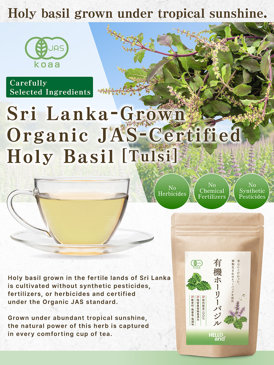 [HELLO and] Organic Holy Basil Tea: 100% Sri Lankan Single-Origin (JAS Certified, Caffeine-Free, 30 Bags)